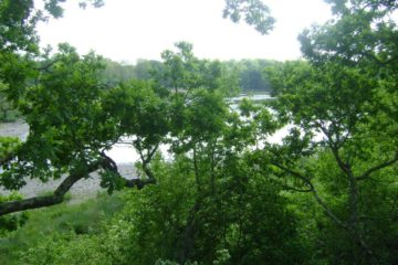 La Jumelle - Dormir dans la nature dans les arbres