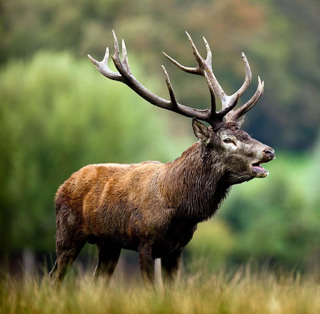 Découvrir la nature et le brame du cerf