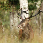 Merveille du brame du cerf dans la Brenne