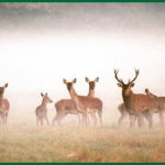 Observez les animaux sauvages de la Brenne - Cerfs et biches