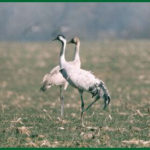 Découvrir la faune depuis les cabanes de Chanteclair